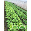 vegetable Chinese Mustard kaicai seed price storage